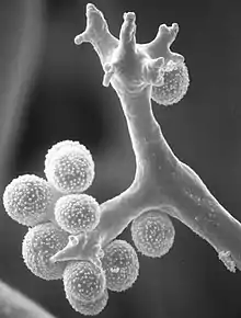 "Chaetocladium brefeldii"