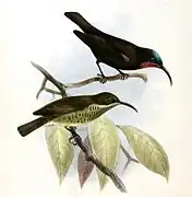 C. a. kirkii pair by J. G. Keulemans