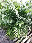 Neanthe bella palm - Chamaedorea elegans