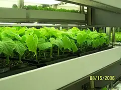 Cucumber transplants ready for shipment