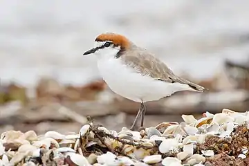 Red-capped plover on the shoreline