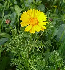 Crown daisy flower (Israel)