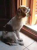 Cavalier King Charles Spaniel in the window