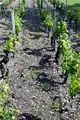 Château Haut-Bailly's vineyard, note the sand and gravel soil composition.