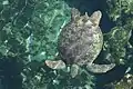 Green sea turtle