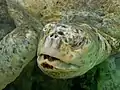 Albino green sea turtle