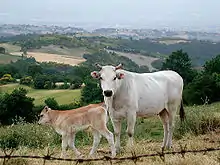 A Chianina cow and calf in a field in Tuscany