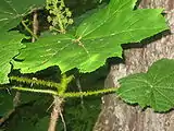 Devil's club shrub in the rain forest in the lake catchment