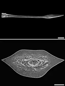 Chilostoma cingulatum