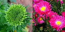 A flower of China Aster showing phyllody symptoms