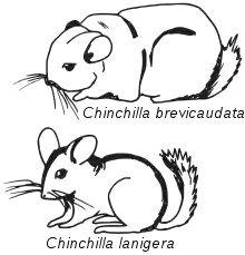 sketch drawings of Chinchilla brevicaudata and Chinchilla lanigera, emphasizing the distinct features of each species. abbreviate is shown excessively fat or chonky and lanigera mouse like with a perky tail