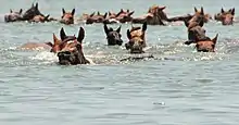 Swimming from Assateague for Pony Penning Day on Chincoteague