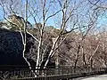 Chinese elm planted around Osaka Castle, Japan