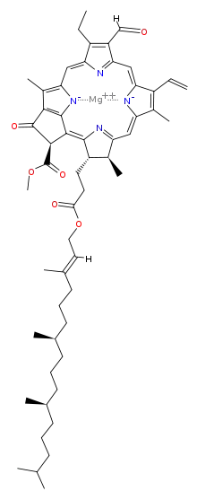 chlorophyll b