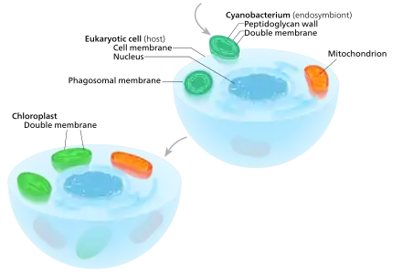 Primary endosymbiosisA eukaryote with mitochondria engulfed a cyanobacterium in an event of serial primary endosymbiosis, creating a lineage of cells with both organelles. It is important to note that the cyanobacterial endosymbiont already had a double membrane—the phagosomal vacuole-derived membrane was lost.