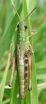 Female Chorthippus parallelus