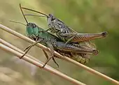 Mating