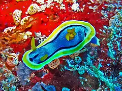 Chromodoris annae in Bunaken, Sulawesi