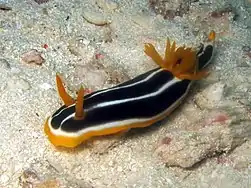 Chromodoris africana