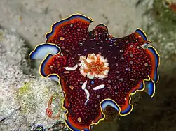 Goniobranchus charlottae