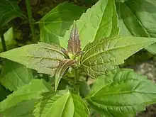 Cariaquillo santa maría(Eupatorium odoratum)