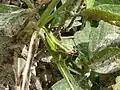 Male Chromousambilla latistriata