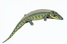 Chroniosaurus dongusensis