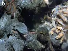 Snails with grey shell and grey scales. Red-brown annelids and yellow-white crustaceans are around.