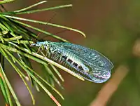 Female. Side view