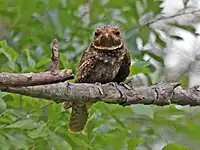 Perched on a branch