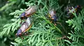 A group of Brood XIII Magicicada on a bush