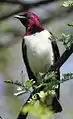 Male violet-backed starling, Pilanesberg NP, South Africa