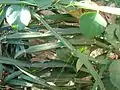 Cissus Quadrangularis in Thrissur, Kerala, India