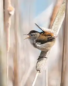 In Iona, British Columbia, Canada