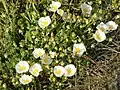 Cistus salviifolius