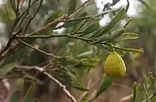 The Australian desert lime, Citrus glauca, hangs from a branch