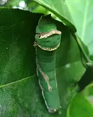 An ectoparasitic fly, cf. Ceratopogonidae, sucking blood from a larva of P. demodocus