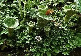 thick tubes with wide, cup-shaped tops rising from a mound of small, green leaves