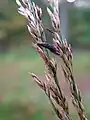 Sclerotium of Claviceps purpurea which grows on the seeds of purple moor grass.