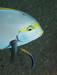 L. dimidiatus with a client surgeonfish at a cleaning station.