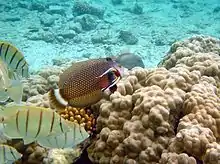 Photo of two small wrasses cleaning large wrasse's gills