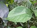 leaves, Mount Keira, Australia