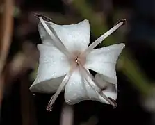 Close-up of a C. quadriculare flower