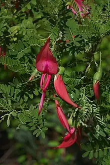 Kaka beak leaves and flowers