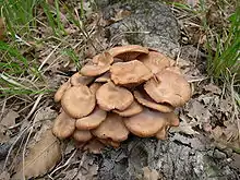 A tight clump of dry-looking, brown mushrooms with the margins higher than the center of the cap; they grown out of what appear to be the root of a tree.