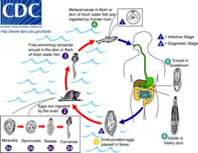 Life cycle of the liver fluke Clonorchis sinensis