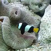 A. sebae (Sebae anemonefish)