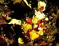 Warty frogfish, A. maculatus