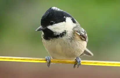 Irish coal tit, P. a. hibernicus(note yellowish cheeks and breast)