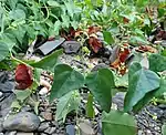 Cocculus carolinus with early flowers